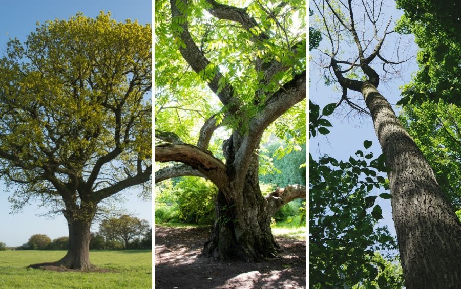 Side-by-side comparison of a mature oak, elm, and ash tree.