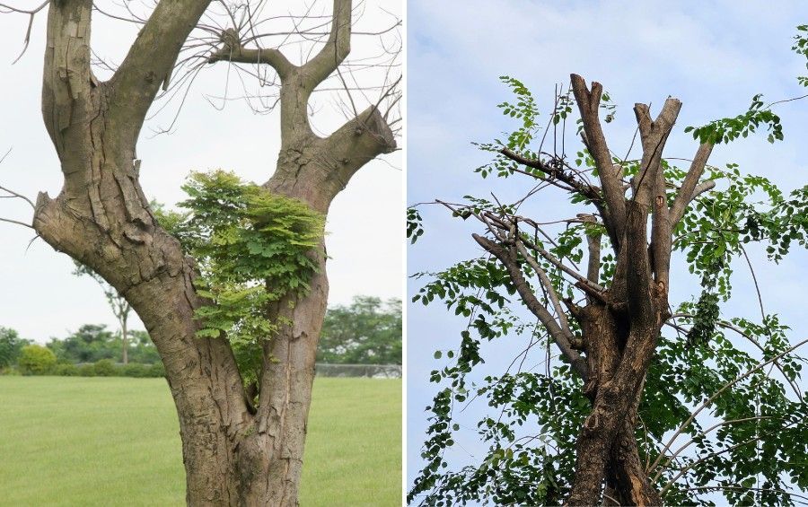 Side-by-side images of two trees that have been topped, with thin, weakly attached regrowth sprouting from the stubbed cuts.