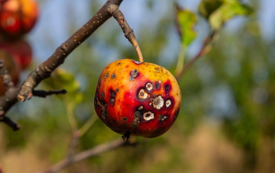 Single crabapple fruit covered in dark, corky apple scab lesions on the branch.