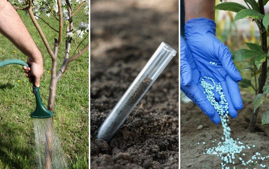 Soil around a tree's root zone is watered and treated as part of deep root care.