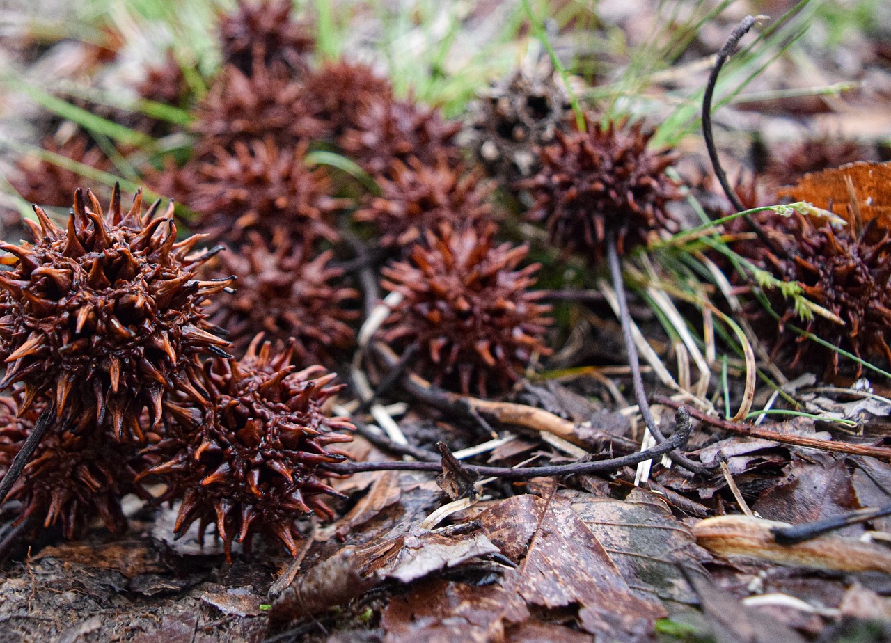 sweet gum seeds