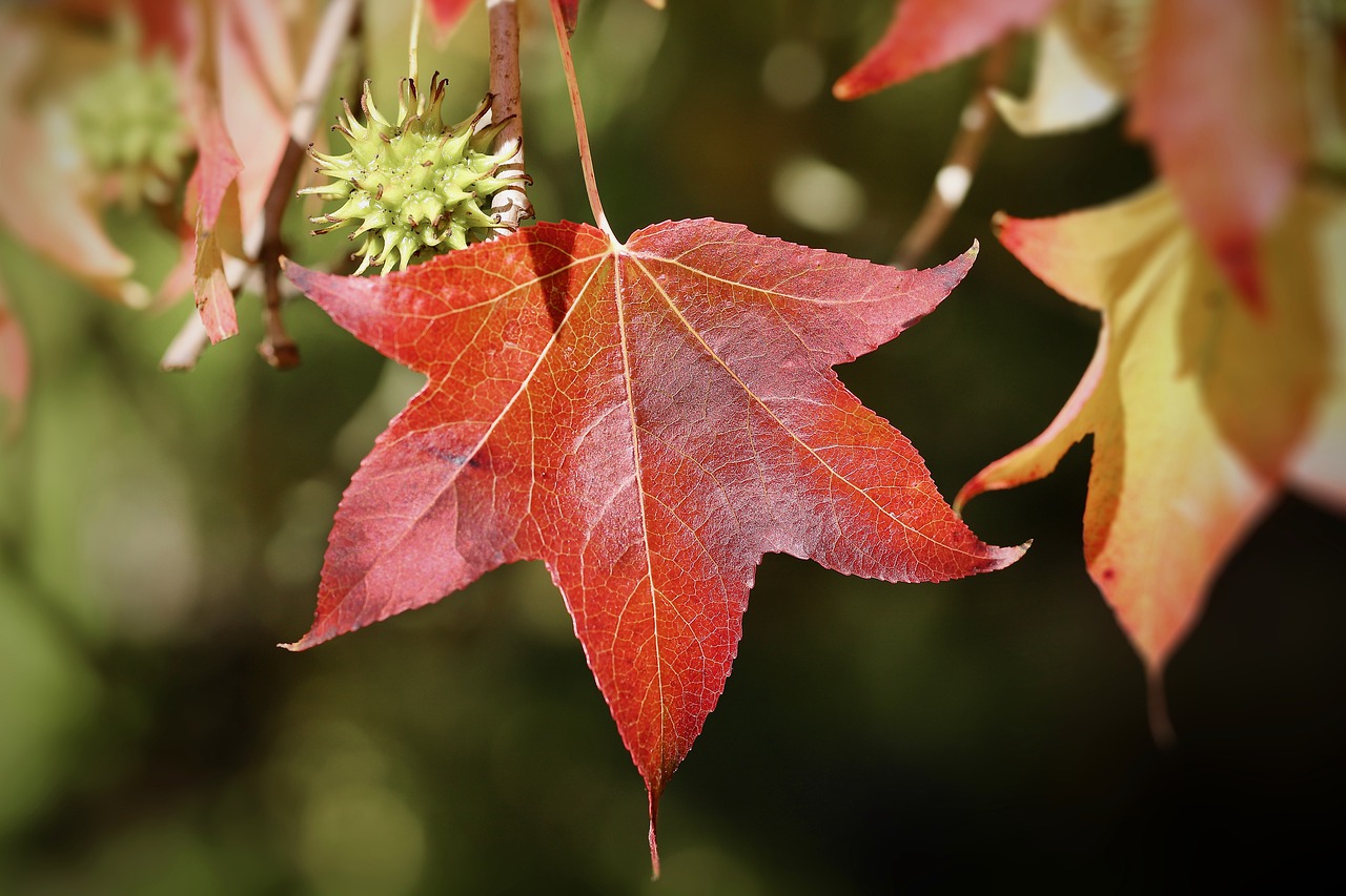 sweet gum tree leaves