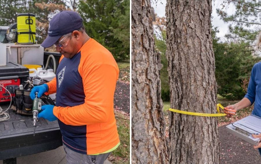 Technician preparing injection equipment beside an arborist measuring a tree trunk with a diameter tape.