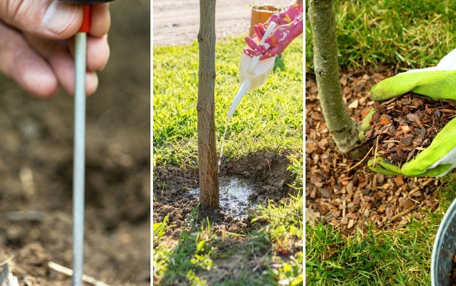 Testing soil moisture and slow-watering the mulched root zone at the base of a tree in clay soil.