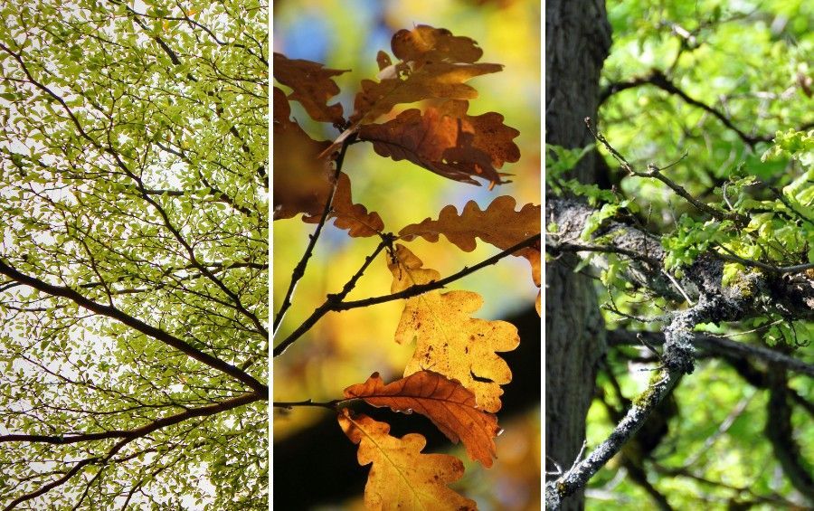 Thinning tree canopy, browning leaves, and sparse twig growth showing signs of tree stress.