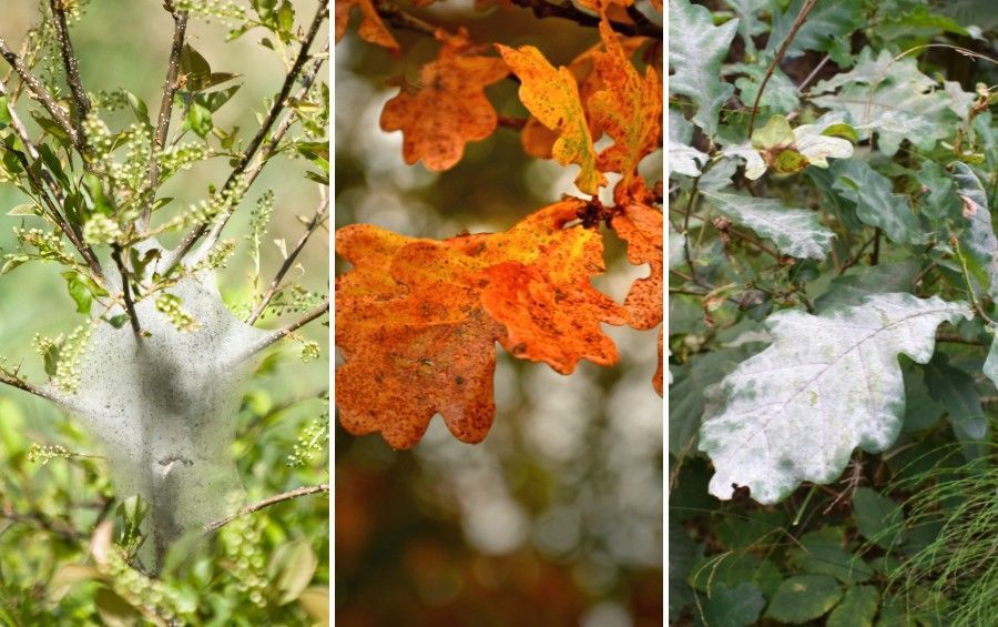 Three August tree symptoms side by side: fall webworm webbing, brown-spotted oak leaves, and powdery mildew on oak foliage.