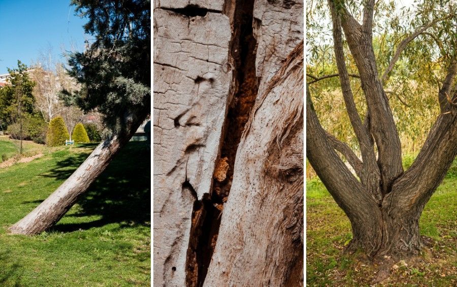 Three examples of tree warning signs: a leaning trunk, a vertical trunk crack, and codominant stems with included bark.