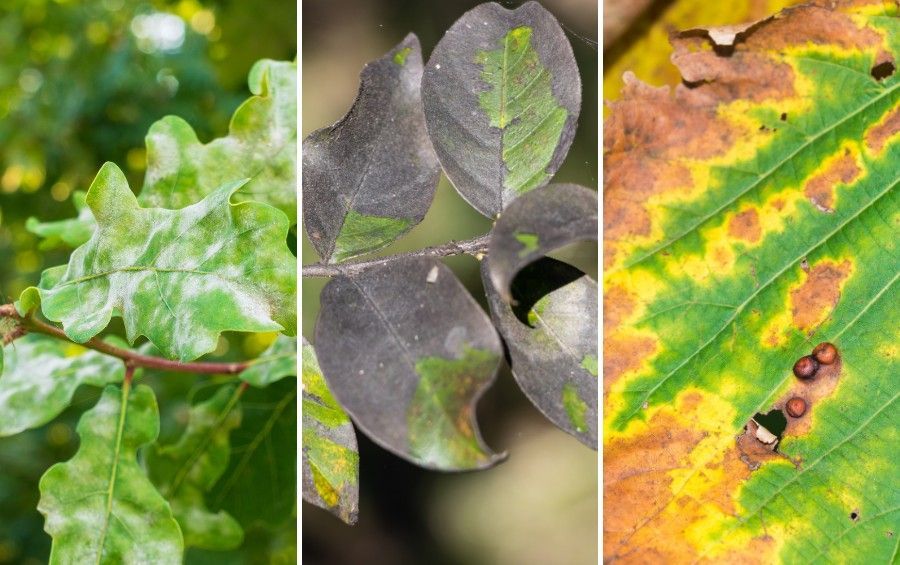 Three side-by-side photos show white powdery coating on oak leaves, black sooty mold covering leaves, and a leaf with browning edges bordered by yellow.