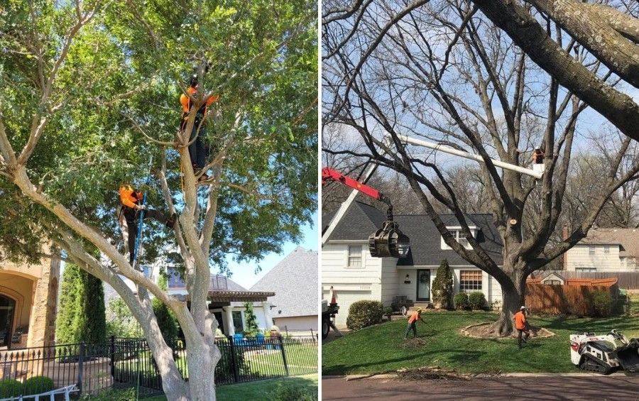Tree care crew pruning mature residential trees using climbing gear and a bucket truck.