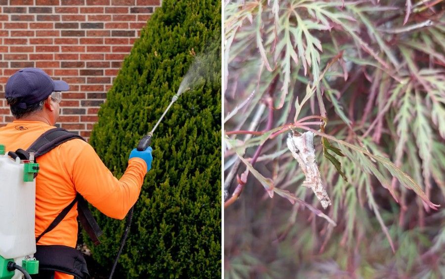 Tree care technician applying a bagworm treatment to a Wichita evergreen shrub beside a close-up of a bagworm bag on a branch.
