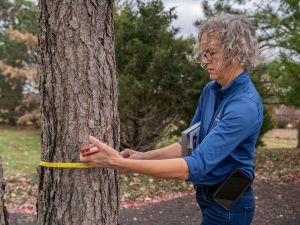 Arborist doing tree inventory