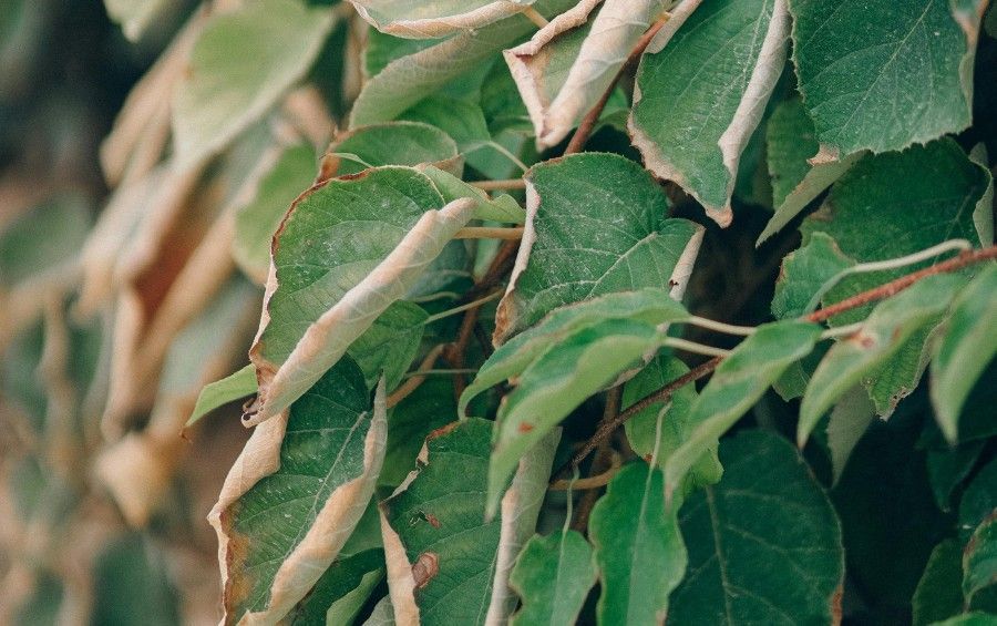 Tree leaves show brown, scorched edges and curling, a common sign of summer drought stress.