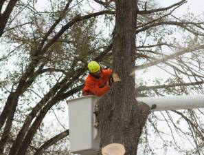 Standard tree removal