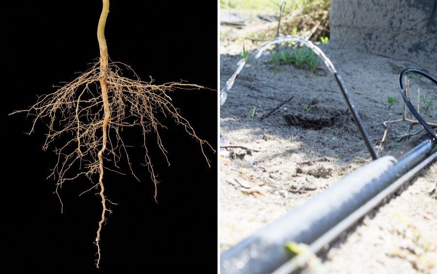 Tree root system beside a drip irrigation line illustrating how healthy roots and consistent watering support tree recovery.
