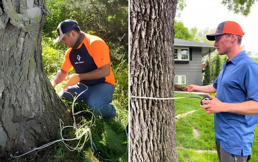 Two Arbor Masters technicians inspecting a mature tree, one working at the trunk base and one measuring trunk diameter.