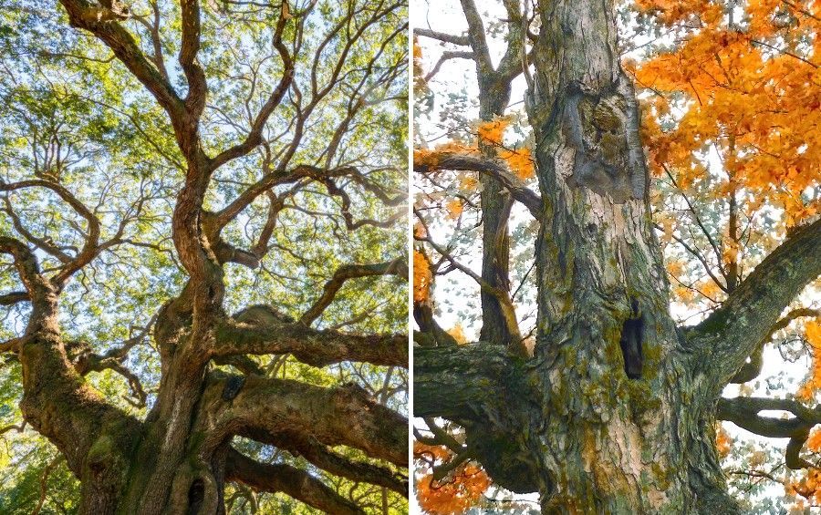 Two mature trees showing large trunks with cavities, decay, and visible openings in the wood.