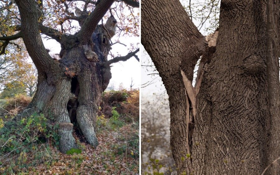 Two mature trees with structural concerns, including a leaning trunk with a large cavity and a second tree with a major vertical crack between codominant stems.