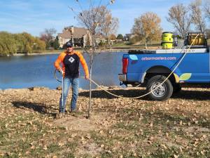 Arbor Masters Root Fertilization