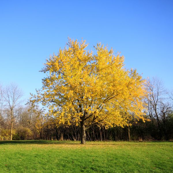 Silver maple tree during fall season growing near Wichita, KS