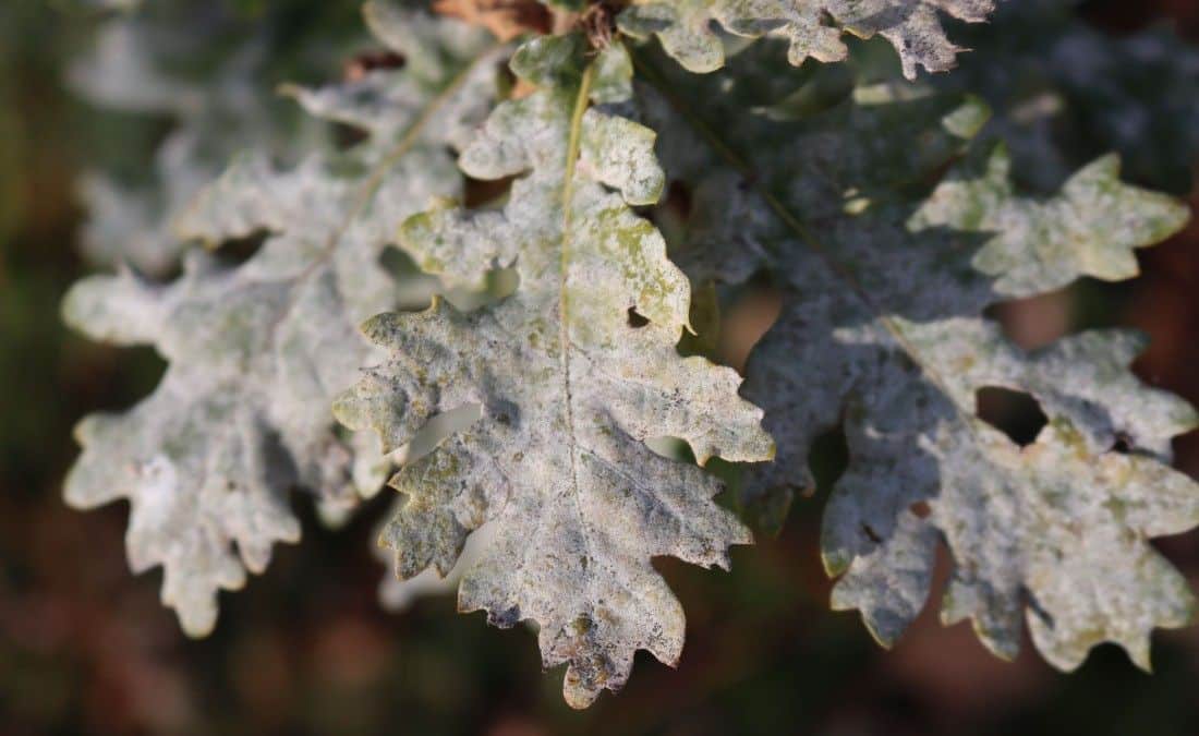 White powdery mildew coating the upper surface of oak leaves on a Parkville tree in August.