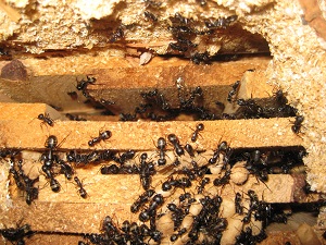 carpenter ants